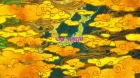 Maiko-san Chi no Makanai-san episodio 12